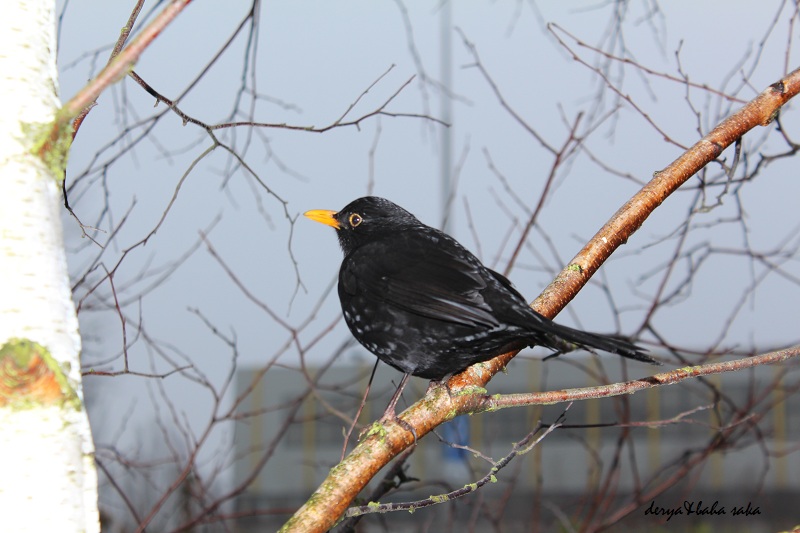 Common Blackbird