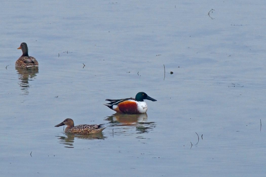 Northern Shoveler