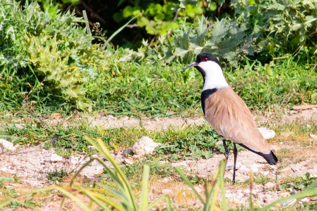 Spur-winged Lapwing