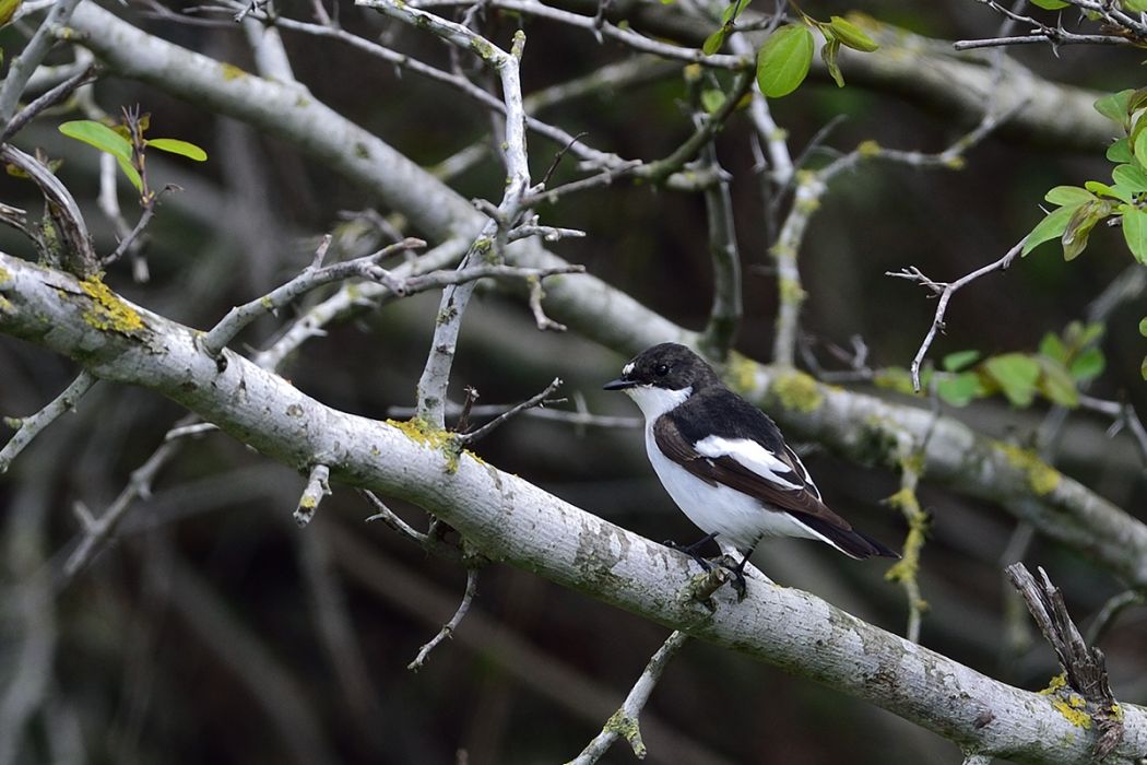 European Pied Flycatcher