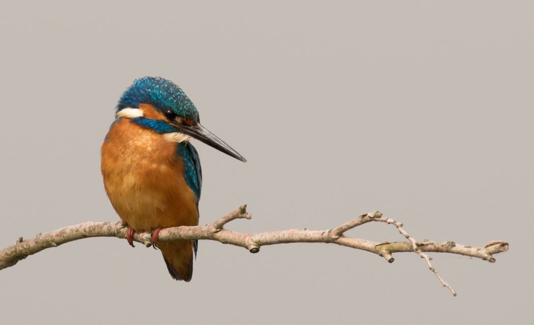 Common Kingfisher