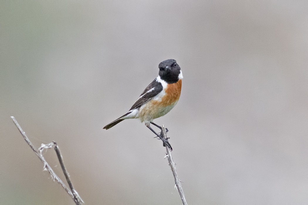 Siberian Stonechat