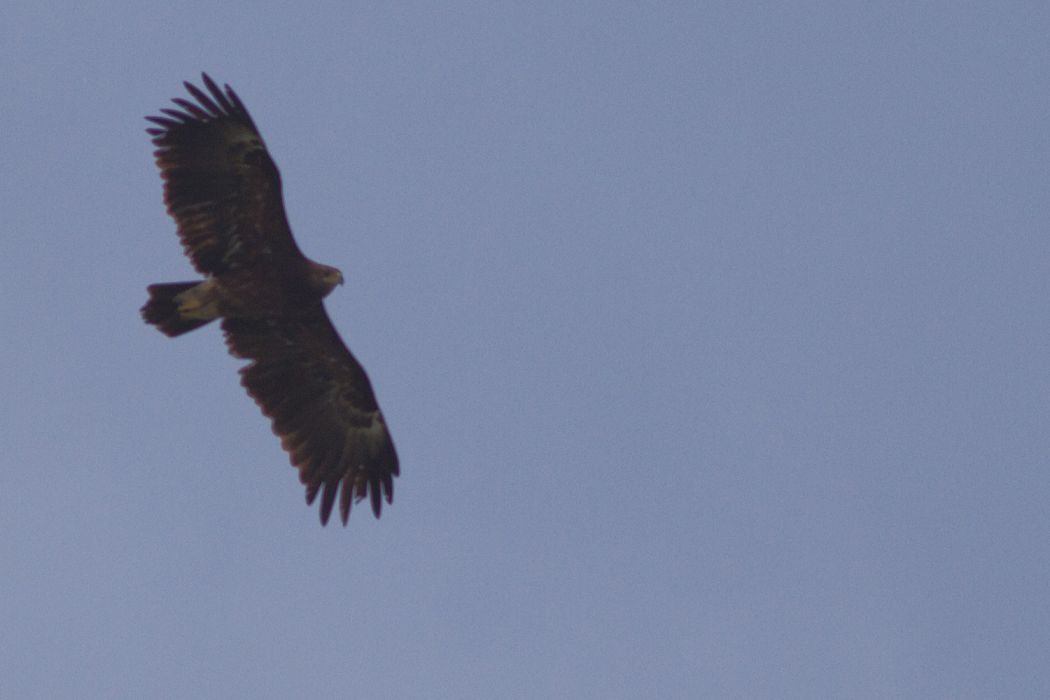 Lesser Spotted Eagle