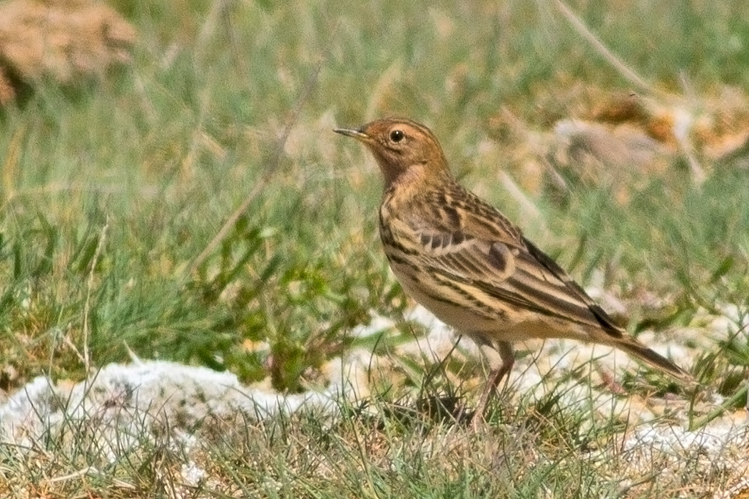Red-throated Pipit