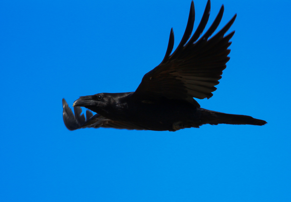 Northern Raven