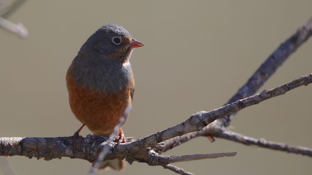 Cretzschmar`s Bunting