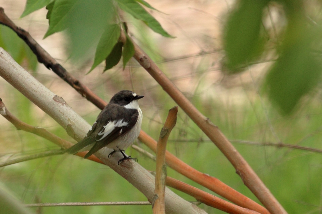 European Pied Flycatcher