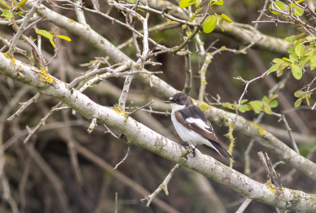 European Pied Flycatcher