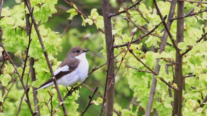 European Pied Flycatcher