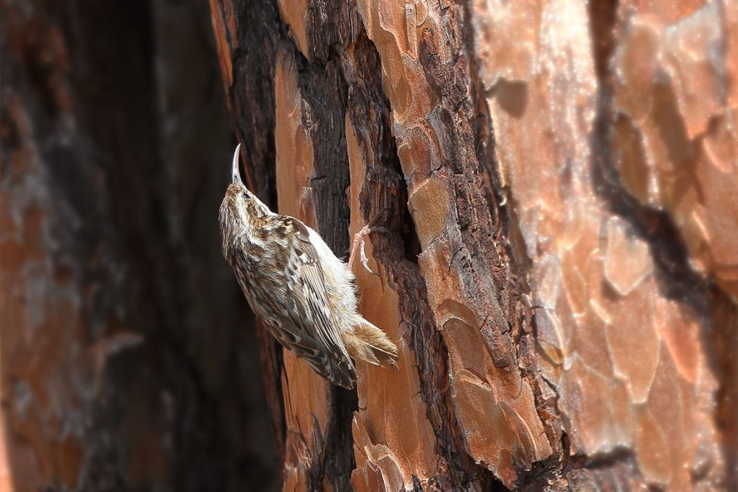 Eurasian Treecreeper
