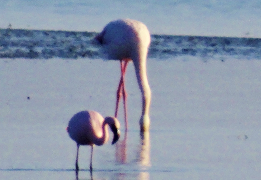 Küçük Flamingo
