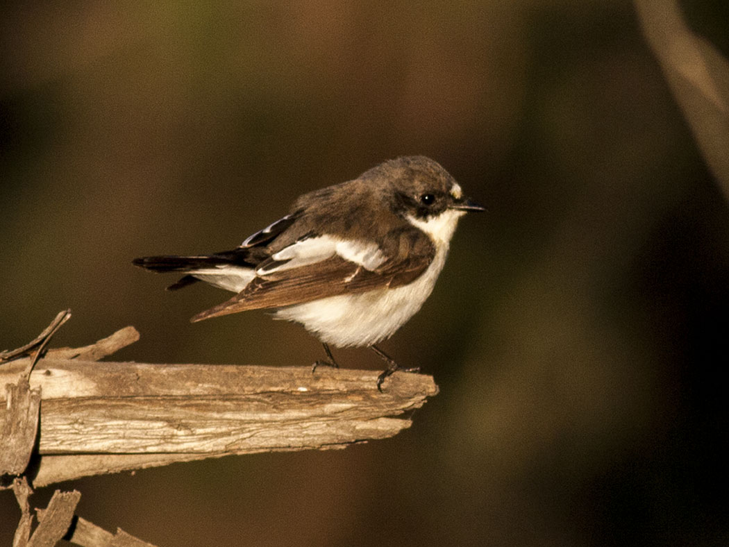 European Pied Flycatcher