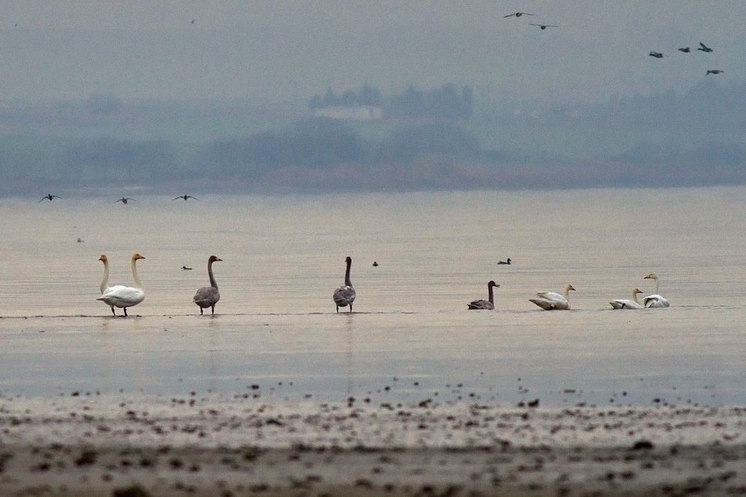Whooper Swan