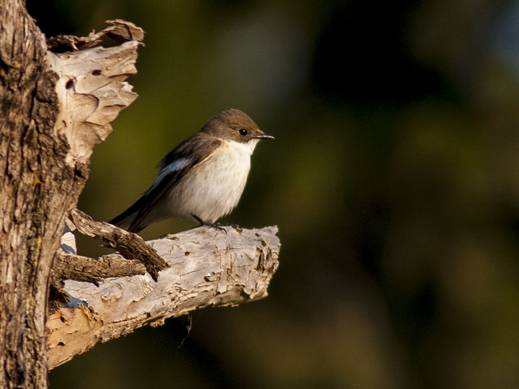 European Pied Flycatcher