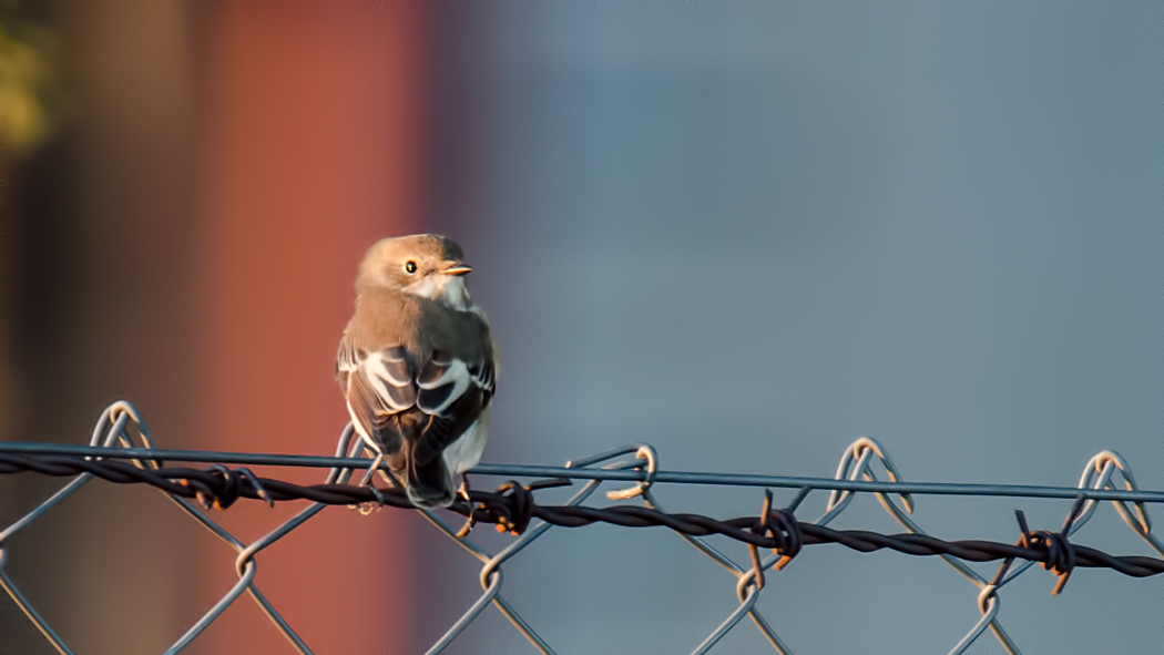 European Pied Flycatcher
