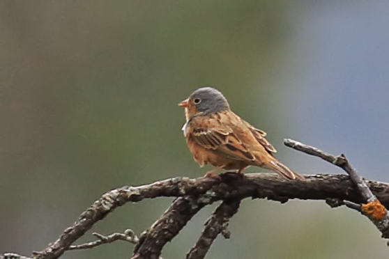 Cretzschmar`s Bunting