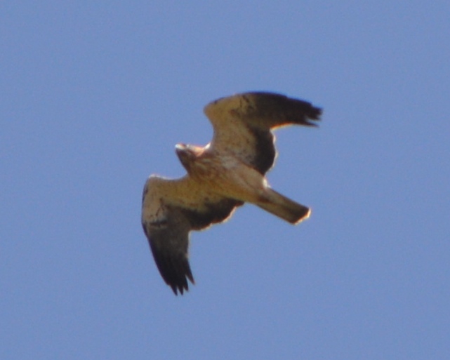 Küçük Kartal
