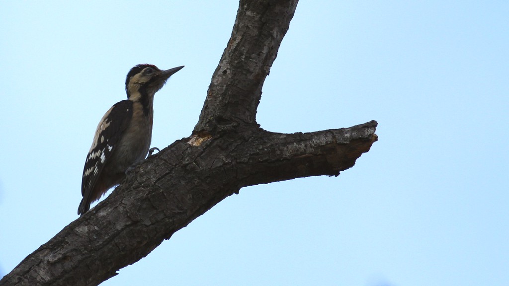 Alaca Ağaçkakan