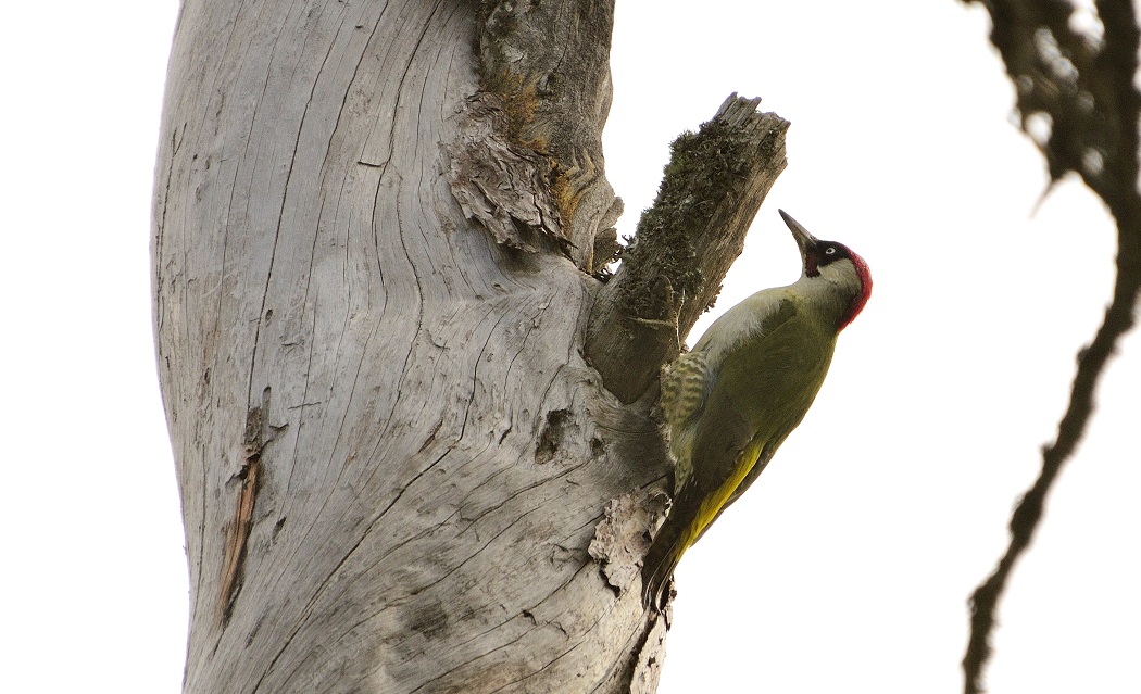 European Green Woodpecker