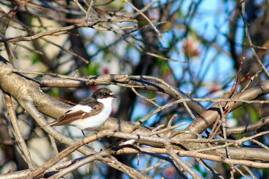 European Pied Flycatcher