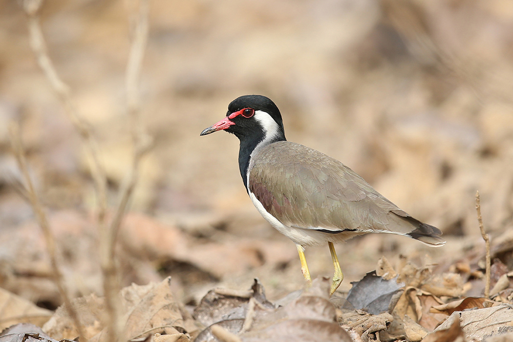 Red-wattled Lapwing