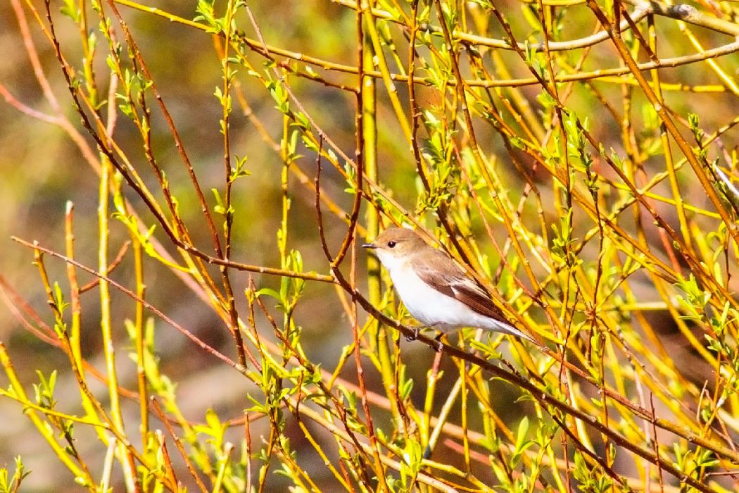 Semicollared Flycatcher