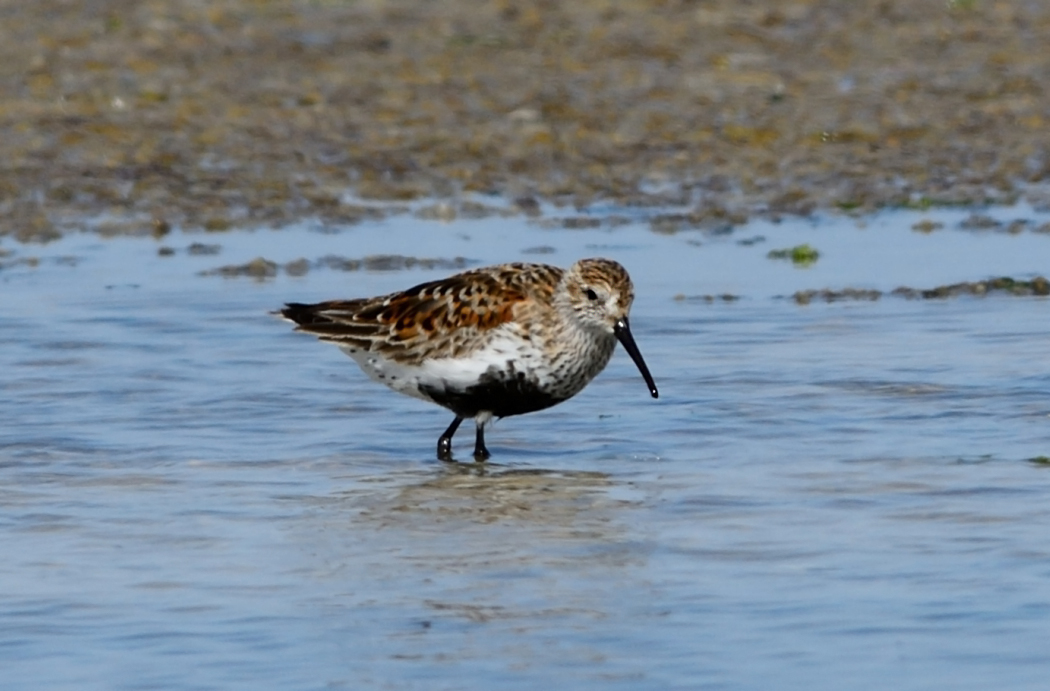 Dunlin