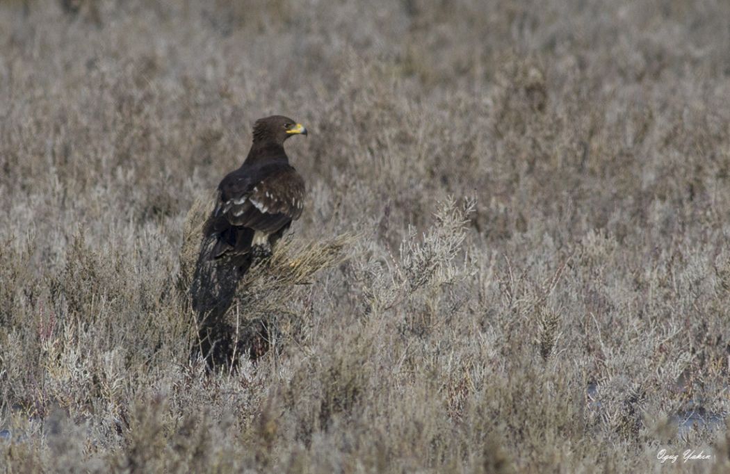 Lesser Spotted Eagle