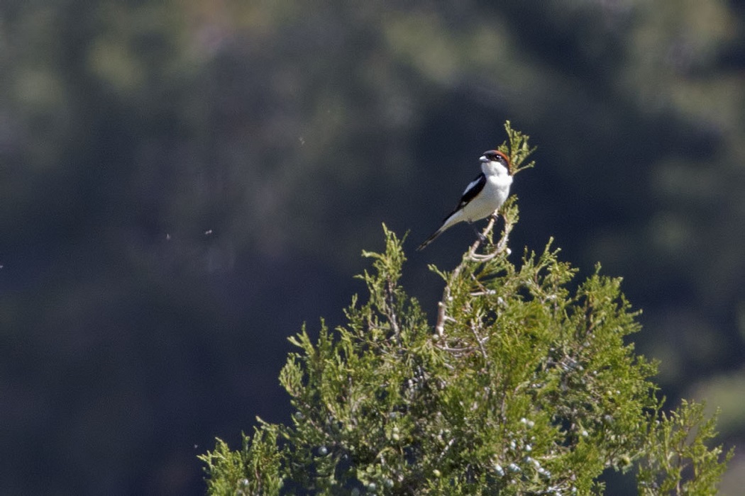 Woodchat Shrike