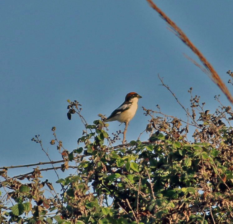Woodchat Shrike