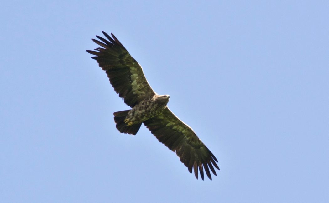 Lesser Spotted Eagle