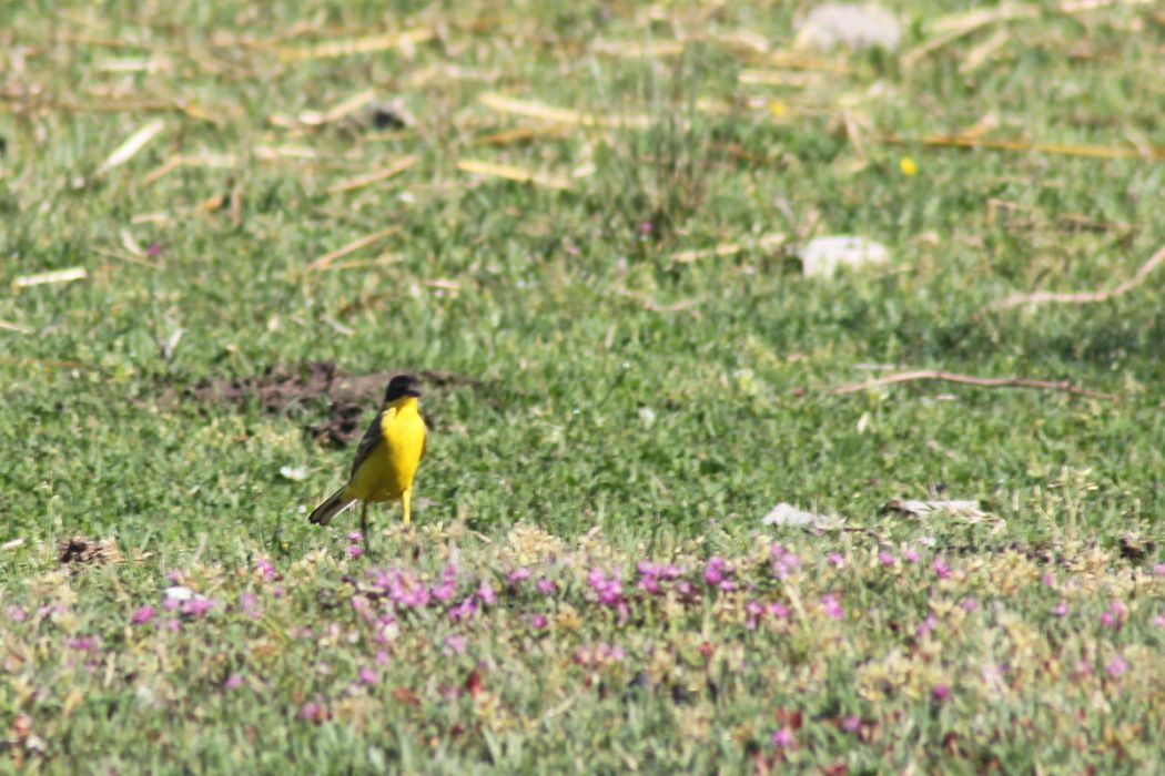 Western Yellow Wagtail