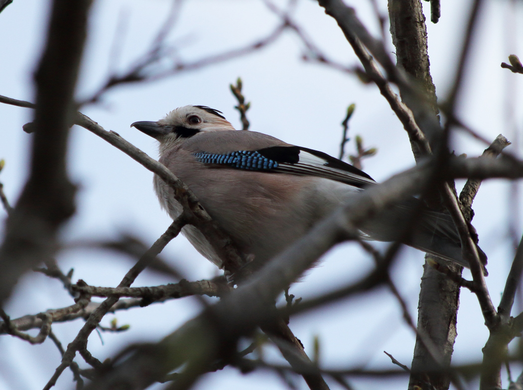 Eurasian Jay