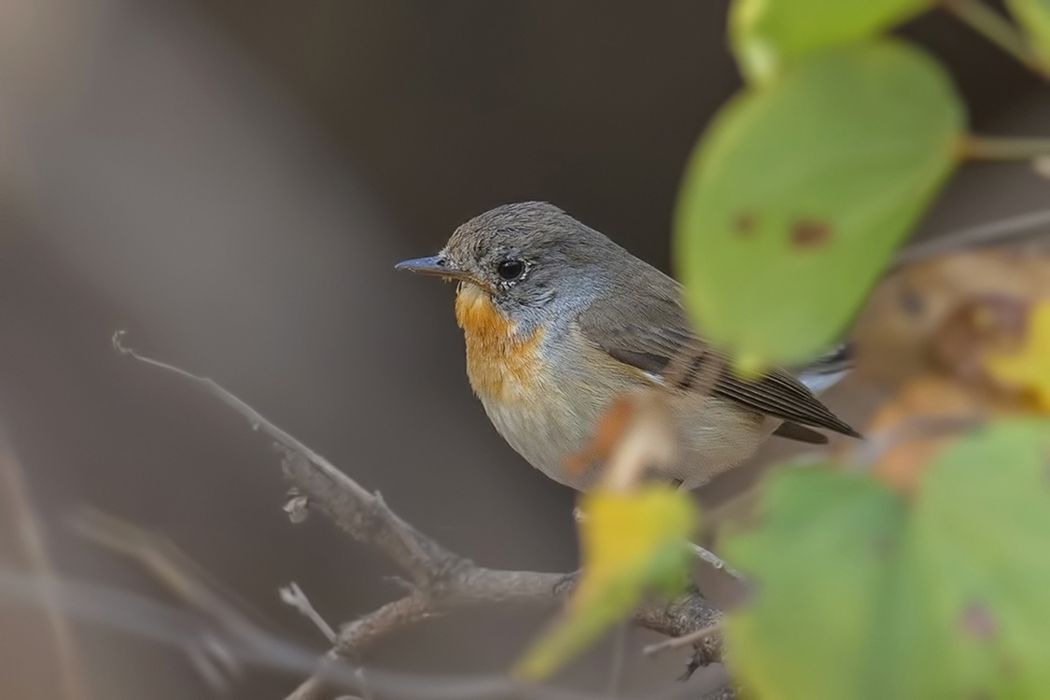 Red-breasted Flycatcher
