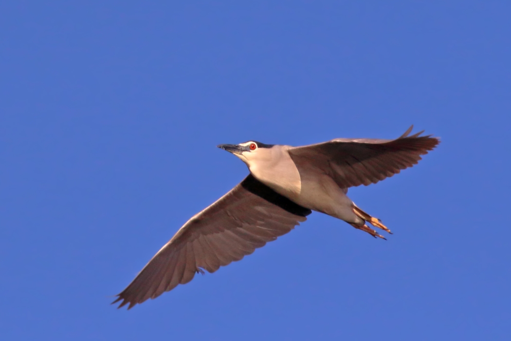 Black-crowned Night Heron