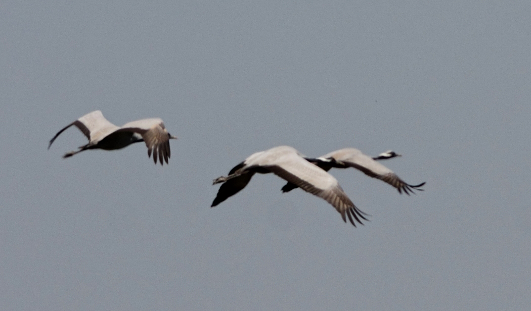 Demoiselle Crane