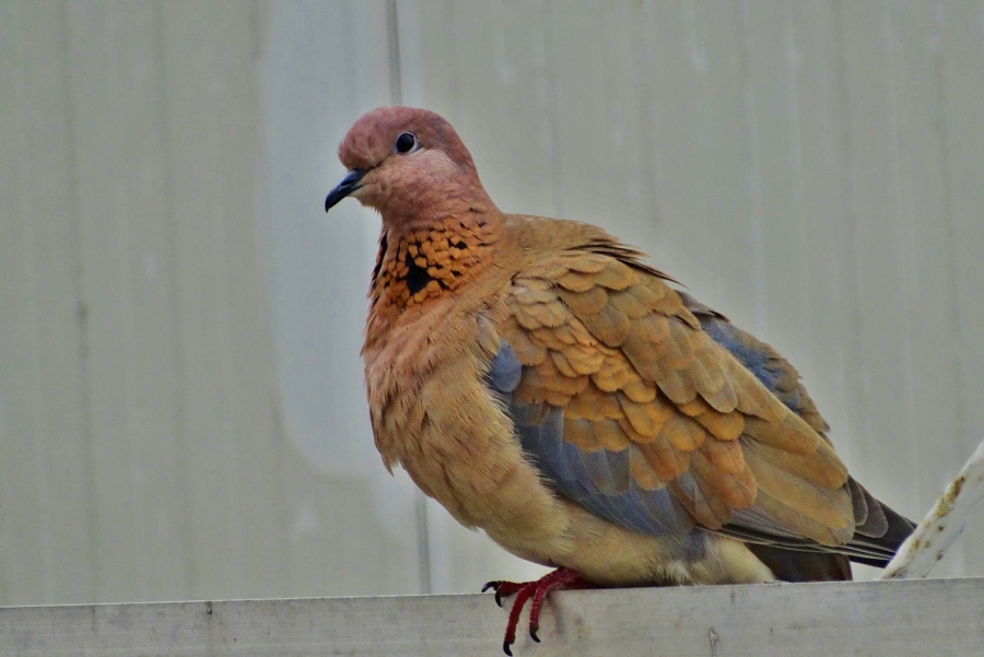 Laughing Dove