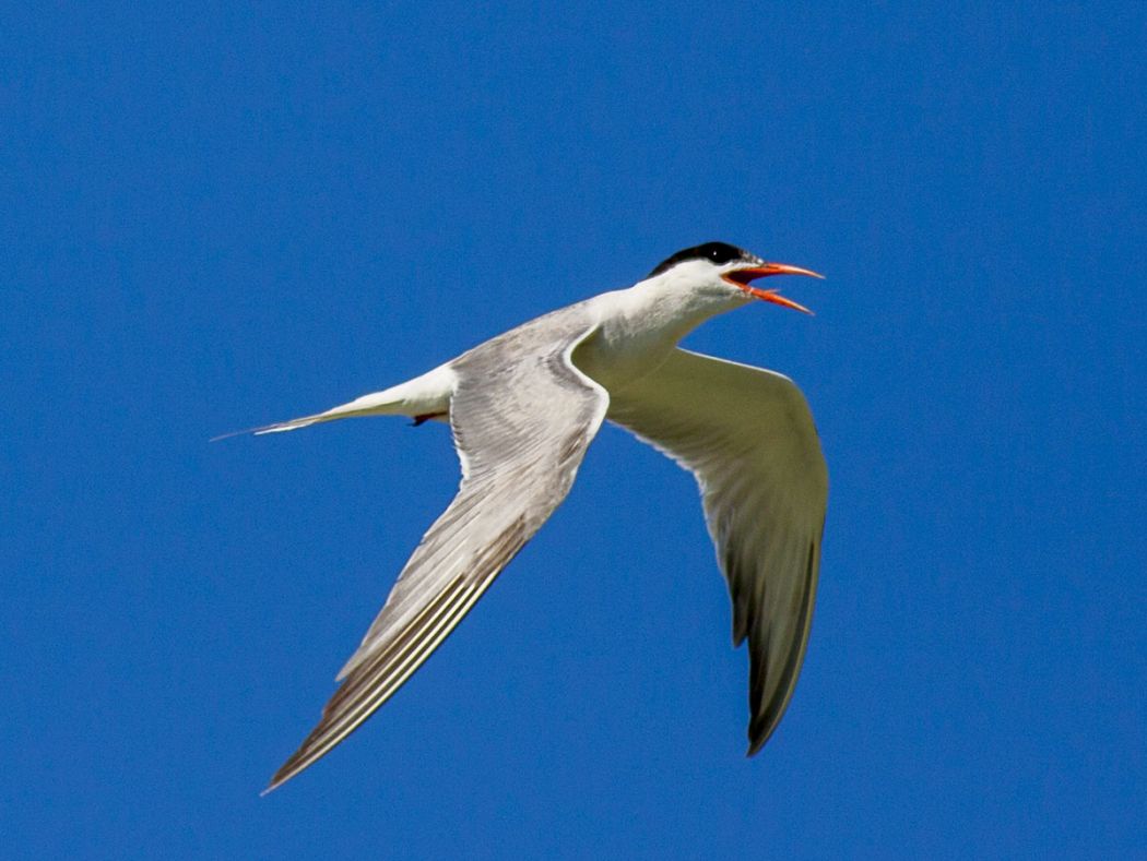 Common Tern