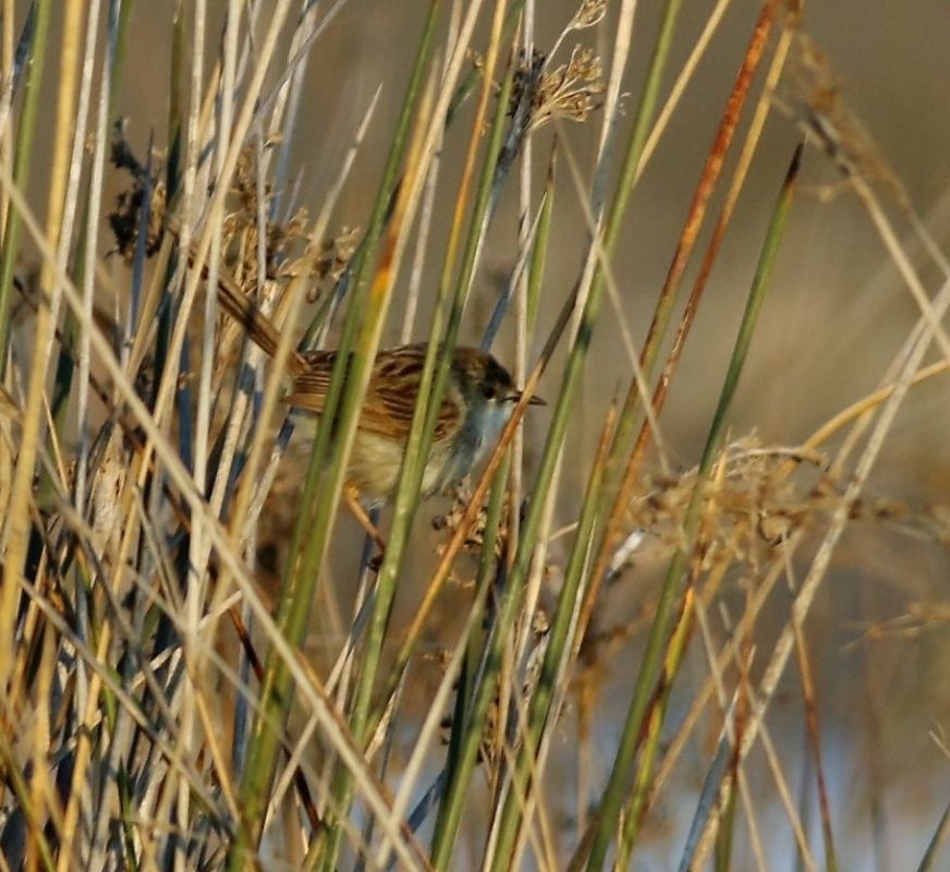 Delicate prinia