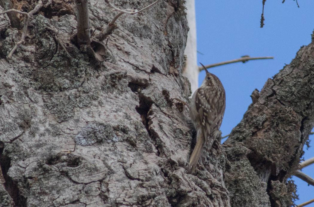 Short-toed Treecreeper