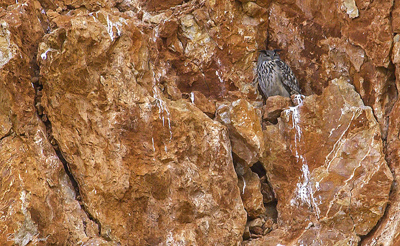 Eurasian Eagle-Owl