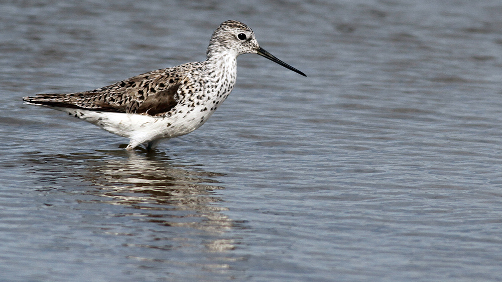 Marsh Sandpiper