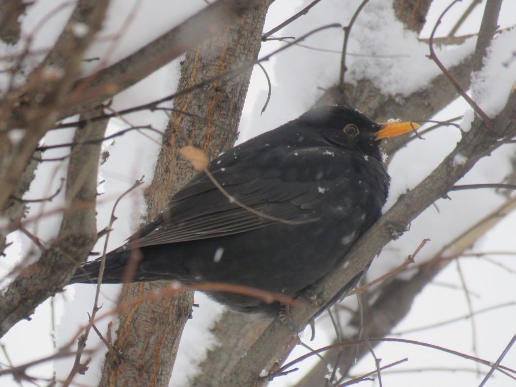 Common Blackbird