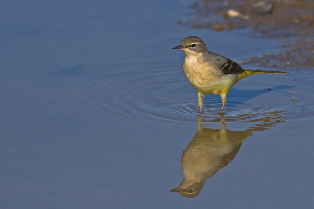 Grey Wagtail