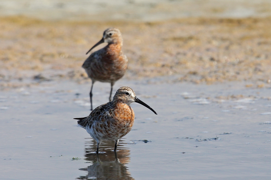 Curlew Sandpiper