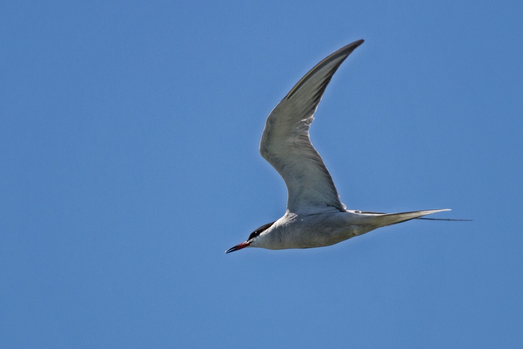 Common Tern
