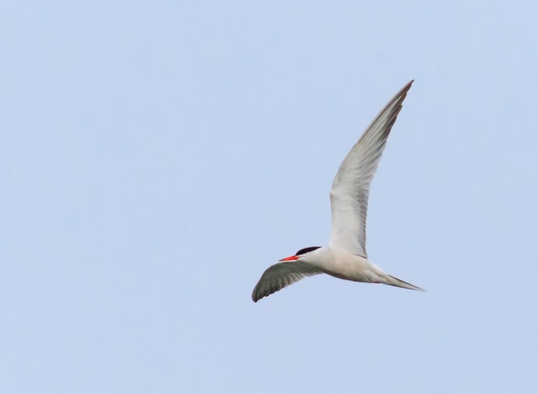 Common Tern