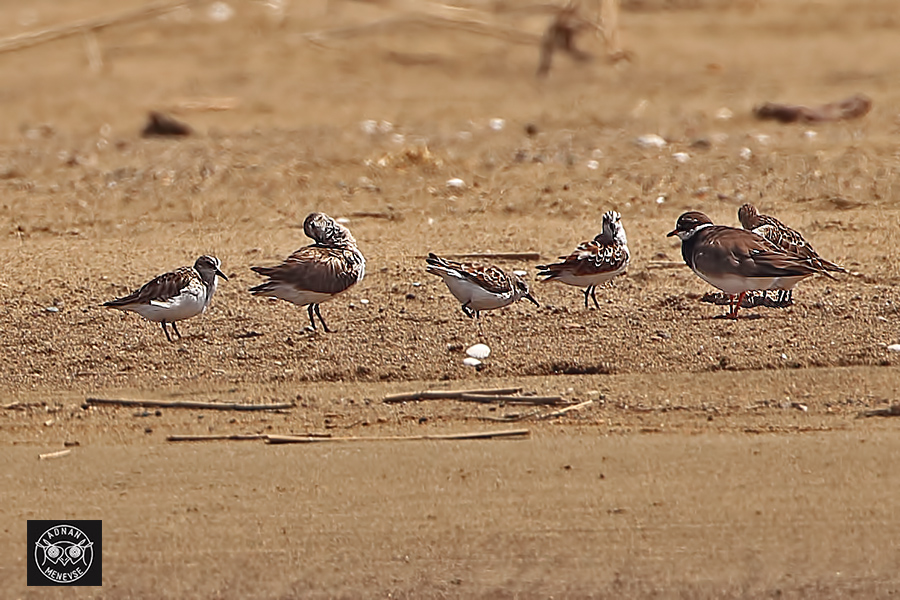 Broad-billed Sandpiper