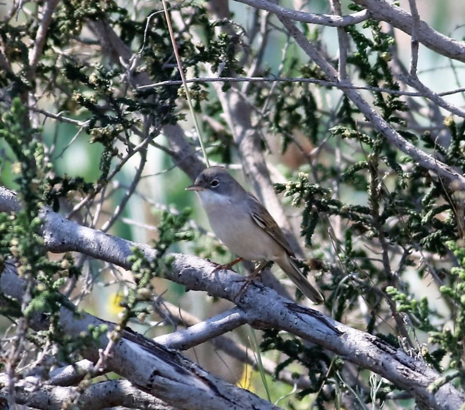 Common Whitethroat