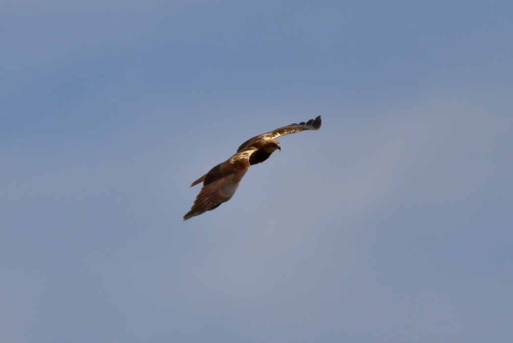 Western Marsh Harrier